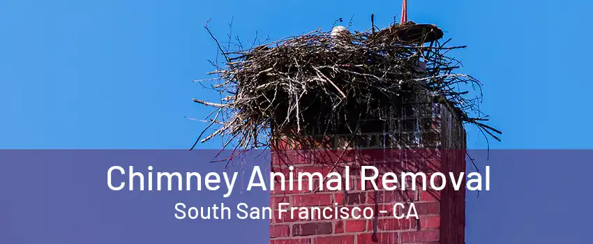 Chimney Animal Removal South San Francisco - CA