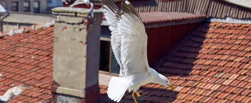 Residential Chimney Animal Removal Solution in South San Francisco, CA